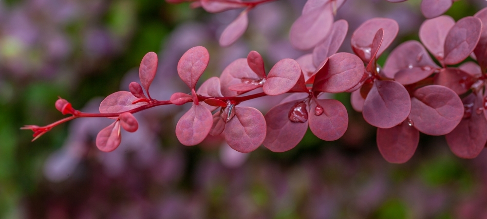 Read more about the article Berberys: uprawa, cięcie, rozmnażanie, pielęgnacja
