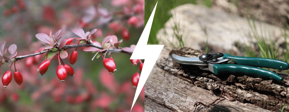 Read more about the article Cięcie berberysa: kiedy i jak przycinać krzew, krok po kroku