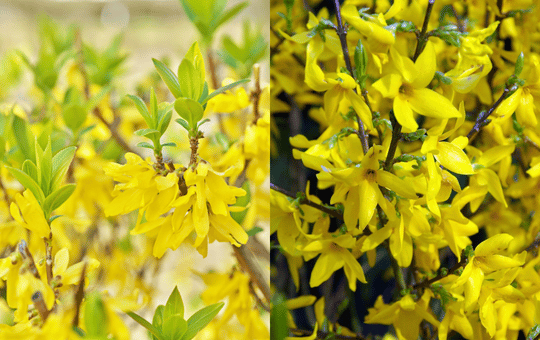 forsycja pośrednia