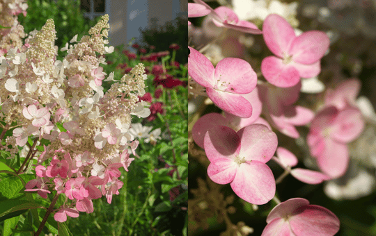 hortensja bukietowa pinky winky