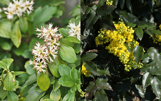 mahonia pospolita