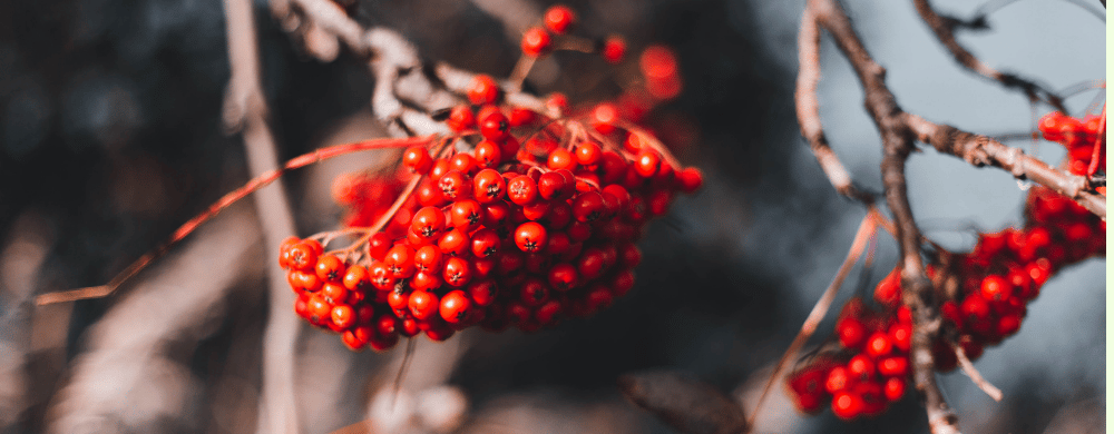 Jarząb szwedzki (Sorbus intermedia) – ozdobne drzewo odporne na mróz, suszę i zanieczyszczenia