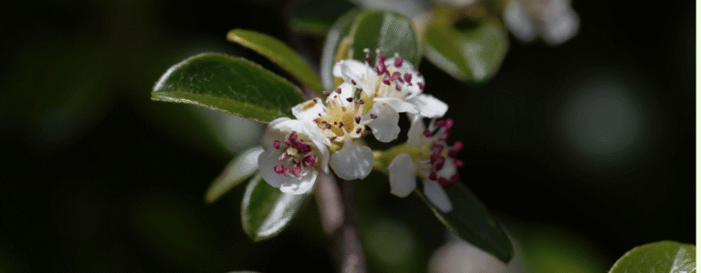 Read more about the article Irga Dammera – uprawa, cięcie, rozmnażanie i zastosowanie w ogrodzie