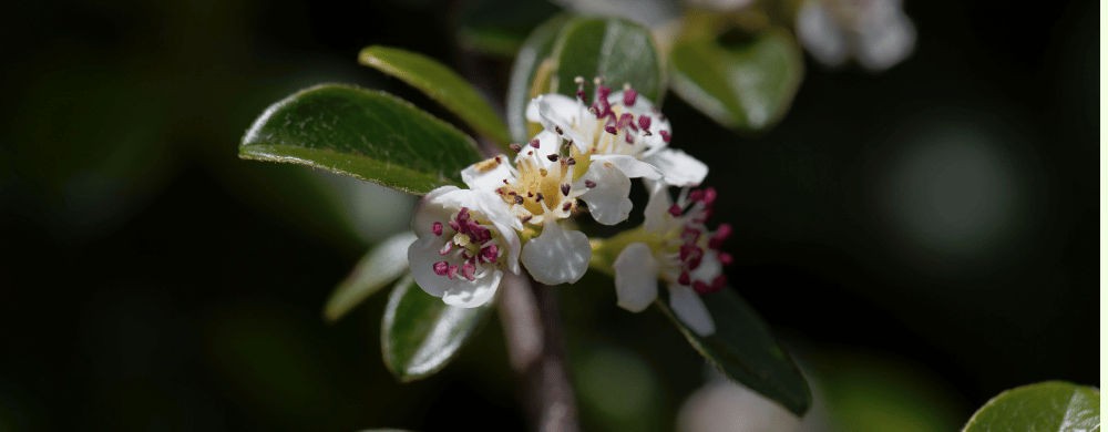Read more about the article Irga Dammera – uprawa, cięcie, rozmnażanie i zastosowanie w ogrodzie