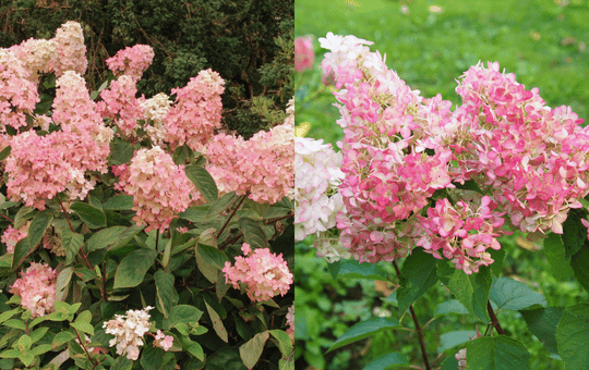 hortensja bukietowa vanilla fraise