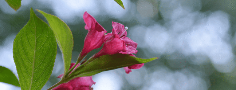 Read more about the article Krzewuszka cudowna – uprawa, cięcie, odmiany i choroby